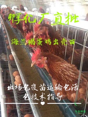 南宁 海兰褐高产蛋鸡苗 常年有脱温苗供应包疫苗运输死包赔包技术指