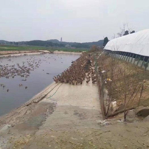 梓潼县 梓潼黎雅散养麻鸭，日产3800枚青皮鸭蛋。均重一两五以上