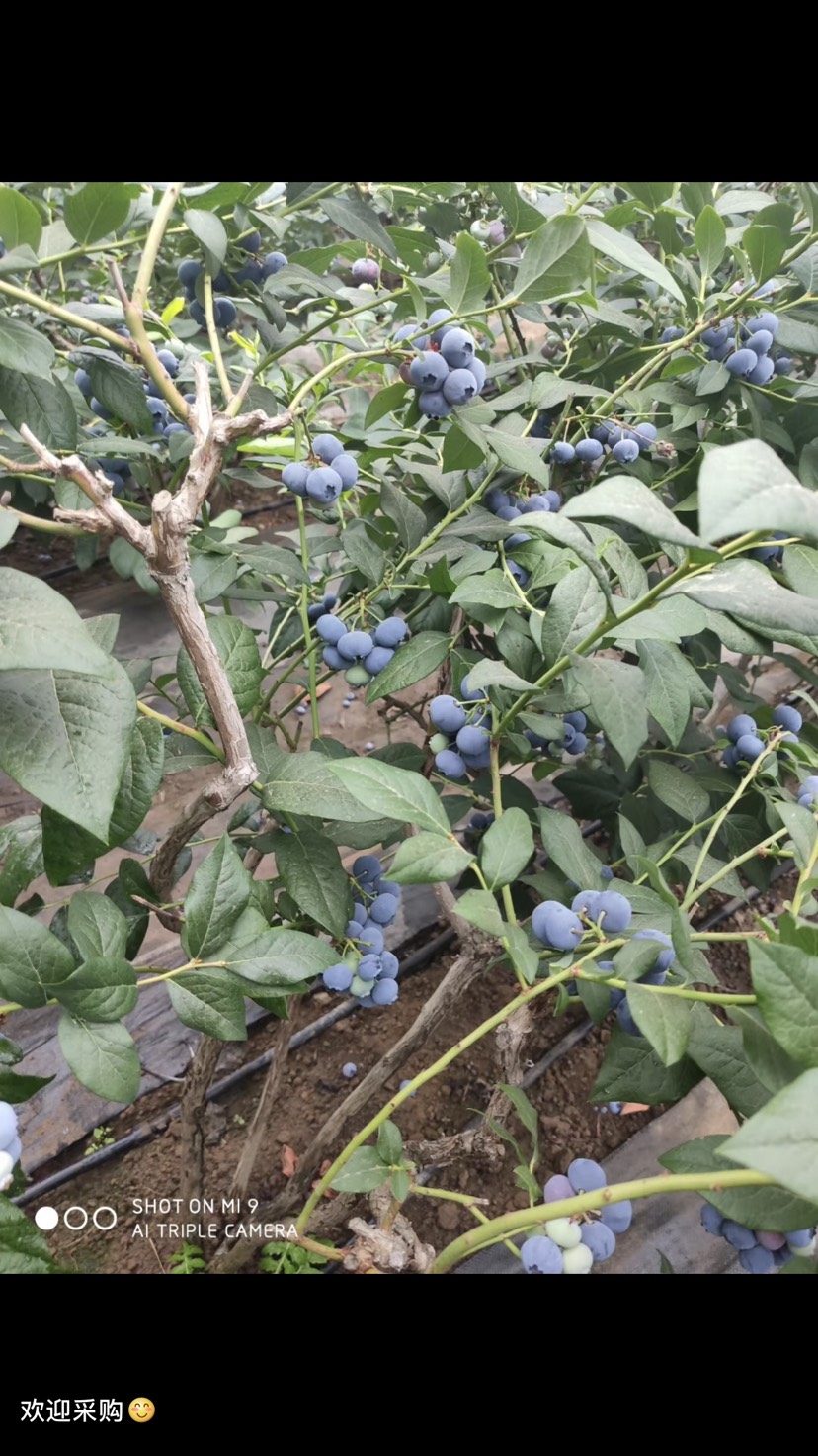  庄河蓝莓