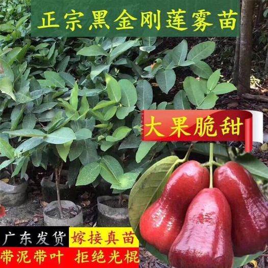 普宁市黑金刚莲雾苗 黑金刚莲雾 大叶红莲雾。黑糖芭比苗