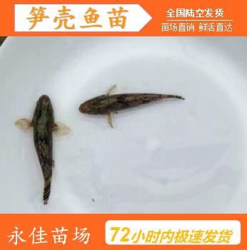 东莞市 笋壳鱼苗批发、