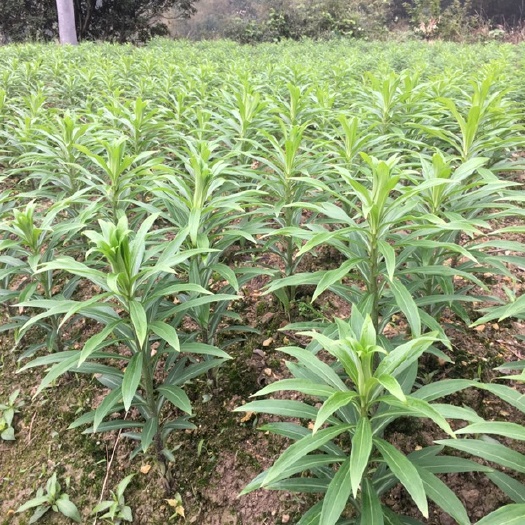 靖州县 2020龙牙百合种