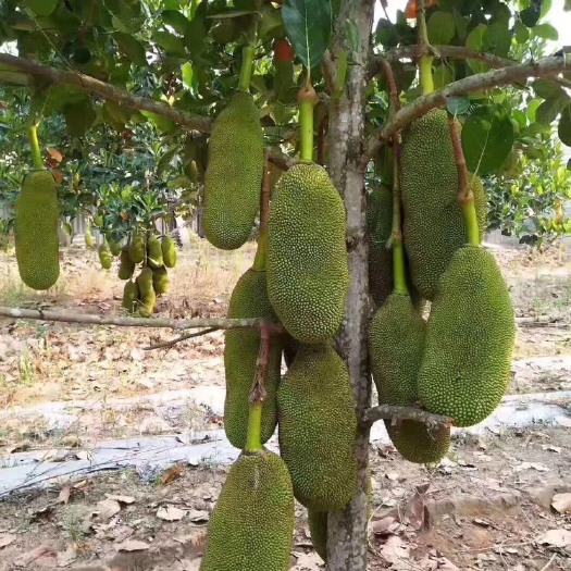 灵山县马来西亚一号菠萝蜜苗四季菠萝蜜苗