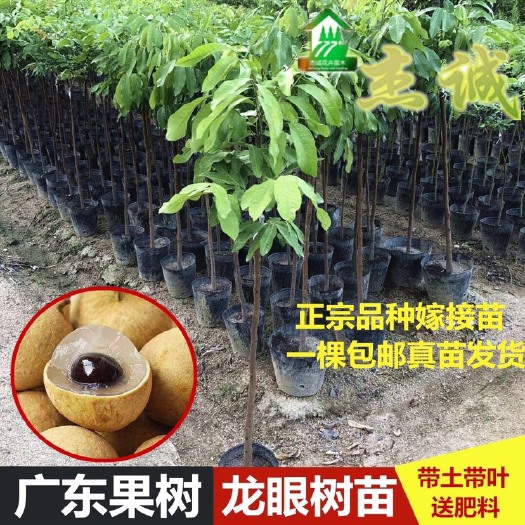 普宁市 石峡龙眼苗四季龙眼苗