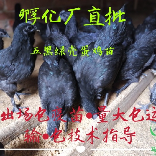 南宁 五黑绿壳蛋鸡苗公苗 包疫苗运输死包赔