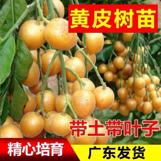 普宁市 黄皮苗大鸡心黄皮苗无核黄皮苗嫁接果树苗四季种植带土带叶发货