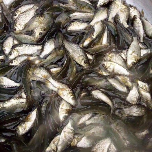 广州大量出售杂交鲤鱼苗，品质漂亮