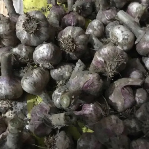 杞县杞县蒜苔 20年大量鲜蒜已上市，无公害辣味正，诚心要货的老板速来撩