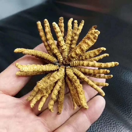 雅江县冬虫夏草 疫情期间增强生前为虫，死后为草。
亦虫亦草，变成至宝。