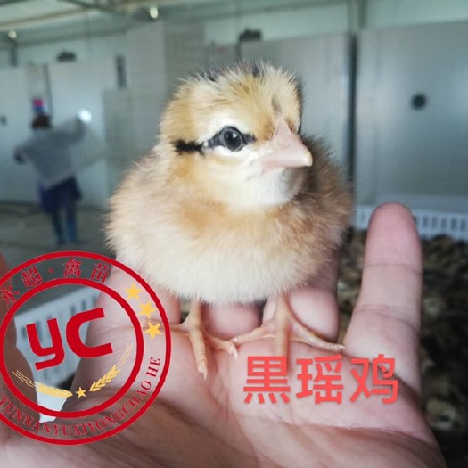 玉溪瑶鸡苗 黑瑶鸡 品质有保证 疫苗包打 苗期快 路损包赔