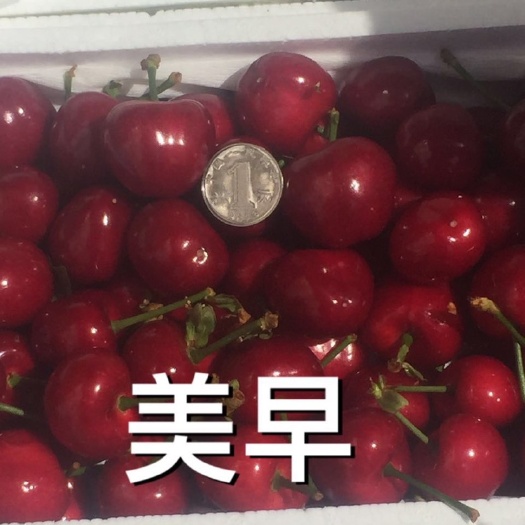 大连美早樱桃 自有果园 品质保证 一手货源