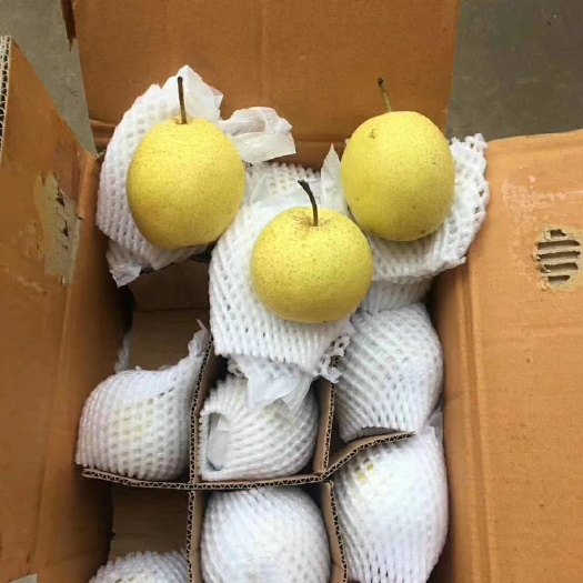 辛集市河北赵县精品雪花梨
