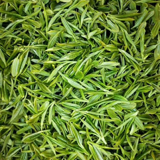 彭泽县茶青 1年以下