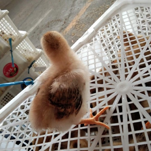 南宁 脱温文昌鸡苗，