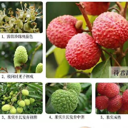 海口 荔枝还有半月，今年大丰收，欢迎全国订购商