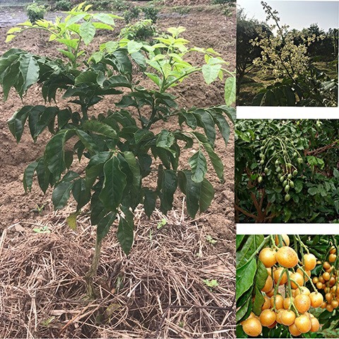 灵山县 黑黄皮树苗无核黄皮果苗嫁接苗南方种植树苗