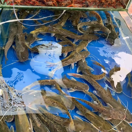 南丹县 红水河芝麻剑，假一陪十