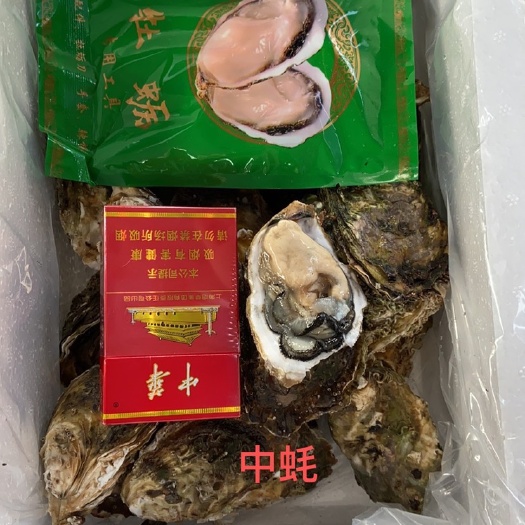 诏安县福建生蚝 福建漳州诏安梅岭半岛生蚝