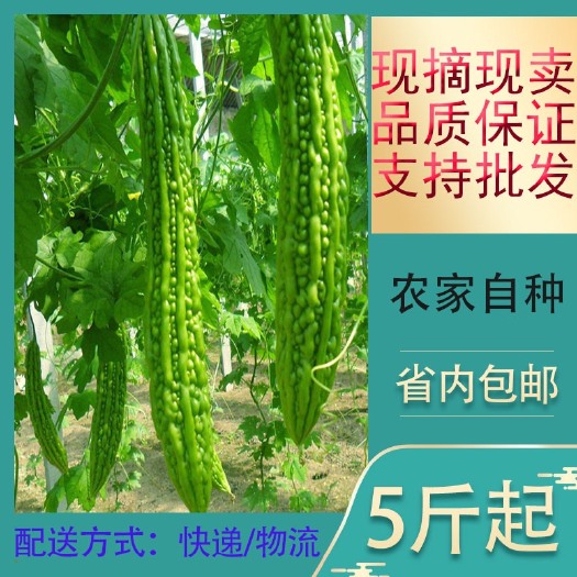 佛山 苦瓜珍珠瓜凉瓜农家自种新鲜5斤装包邮支持批发原产地直供