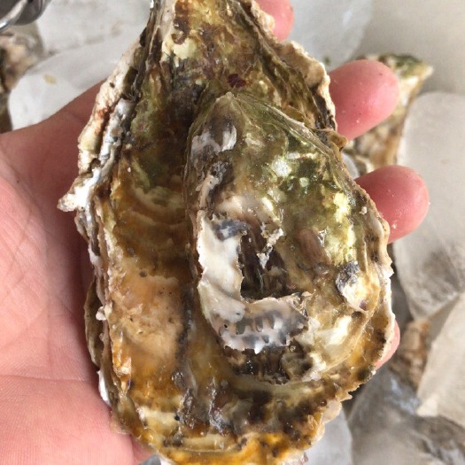 宁陵县乳山牡蛎 海水 鲜活水产 2-3两/只