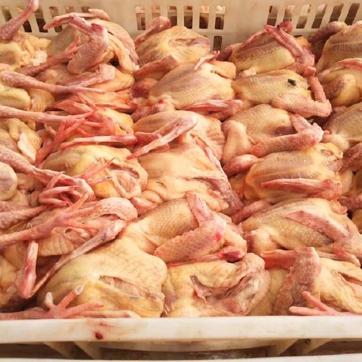 深州市肉鸽肉  新鲜白条鸽.....
