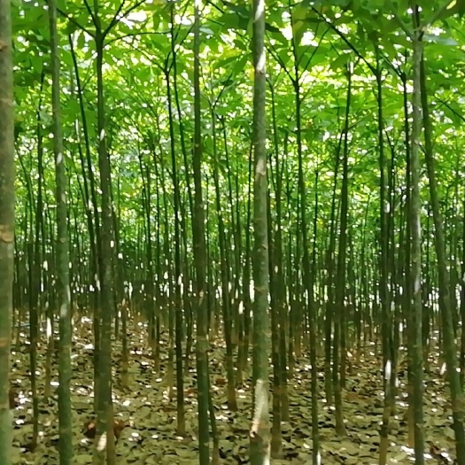 佛山 靓发财树出售