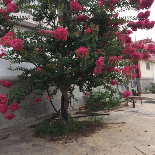 招远市果树盆景