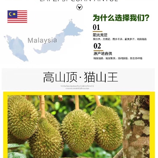 广州猫山王榴莲 2-5斤