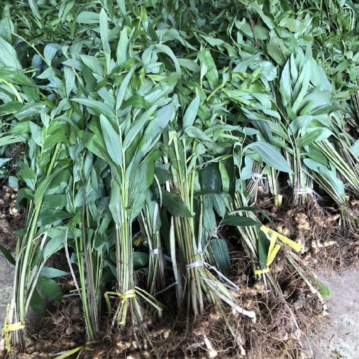 崇阳县 长年供应湖北姜形多花黄精种苗！各规格黄精块茎，均有大货！专职