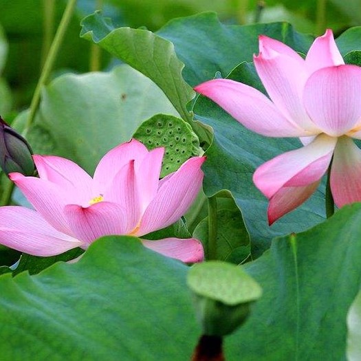 监利市莲蓬 红莲 统货 5~8cm