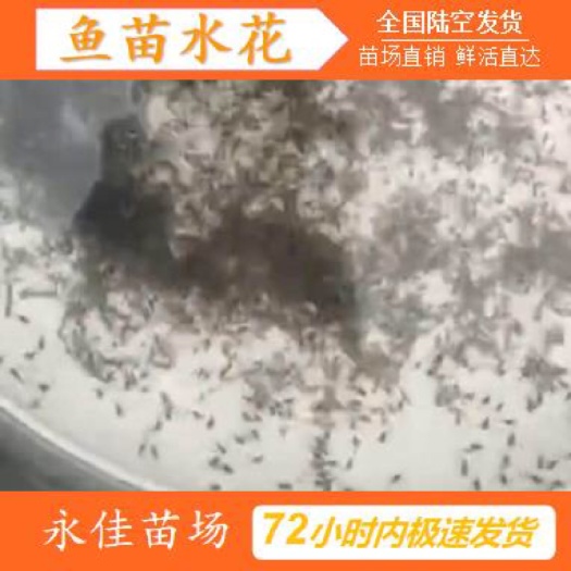 东莞市 各种淡水鱼苗水花出售、种场直发、质量保证