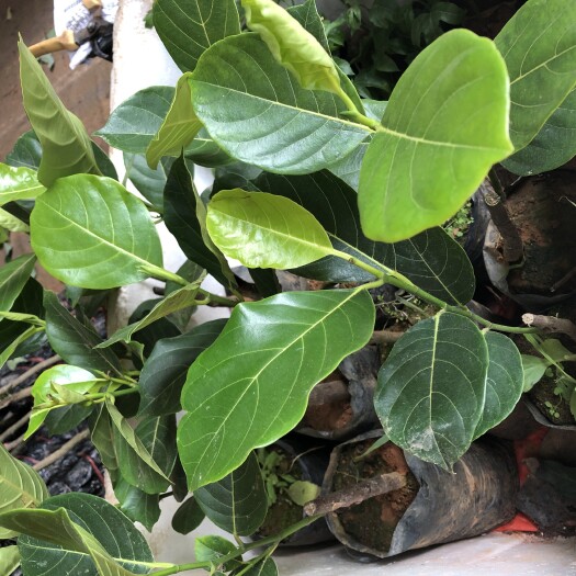 灵山县马来西亚一号菠萝蜜苗