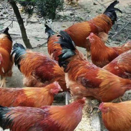 南宁凤翔鸡苗 凤翔土鸡