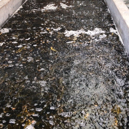 杂交黄颡鱼  鮥鱼黄颡配送