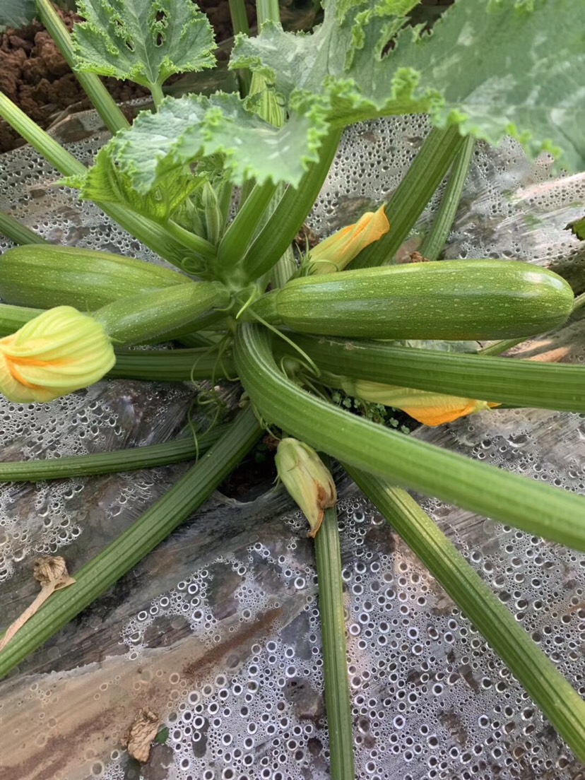 绿皮西葫芦种子  西葫芦种子，可以上包装，发芽率95以上