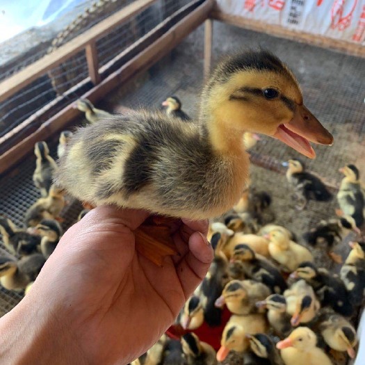 绵阳 肉麻鸭大白鲨鸭苗