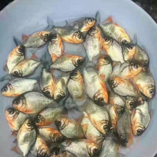 广州 鲳鱼苗淡水鲳鱼苗、白鲳鱼苗、红鲳鱼苗