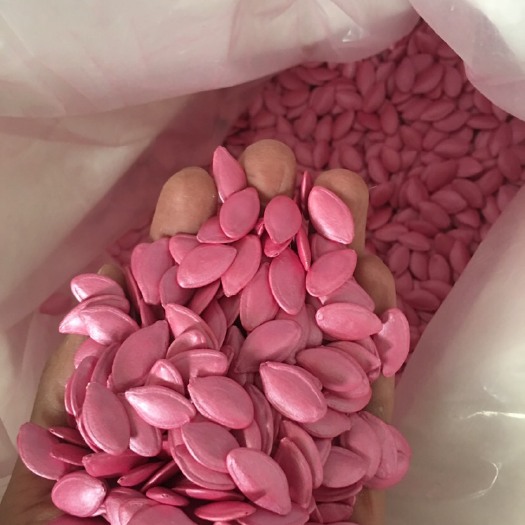 昆明绿皮西葫芦种子  西葫芦种子，可以上包装，发芽率95以上
