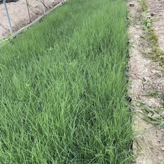常州草花 粉黛乱子草