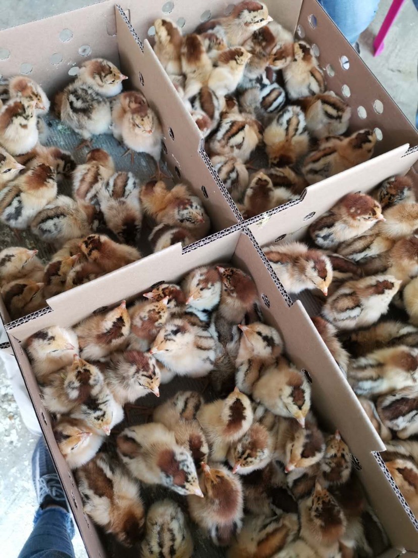 良凤花鸡苗   快大型肉鸡苗