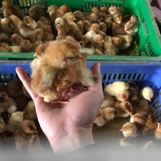 南宁 三黄鸡苗