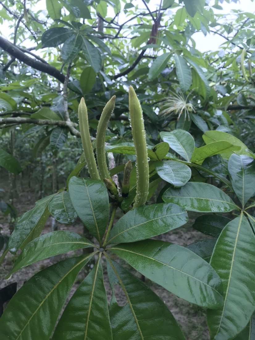 海口发财树