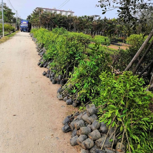 揭阳 沉香苗