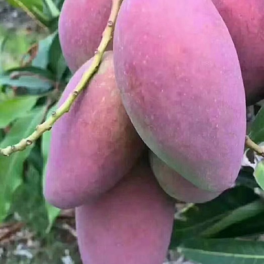 灵山县台农芒果苗 芒果树苗嫁接苗南方北方种植澳芒四季芒红象牙台农金煌芒当年结果