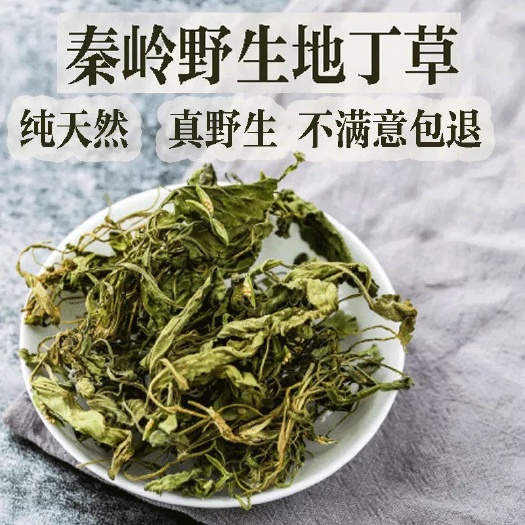 保定苦地丁 正品货！！干净无杂！！产地批发！！清热解  毒！！包邮到家！