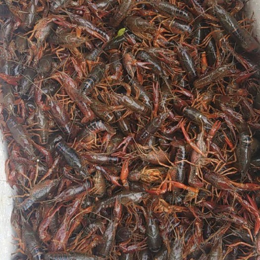 沙洋县 潜江小龙虾 价格每天上午更新 需要私信询价