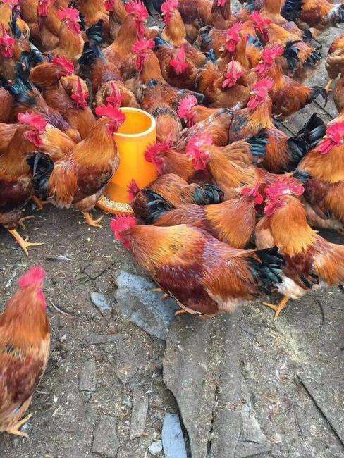 良凤花鸡苗   快大型肉鸡苗