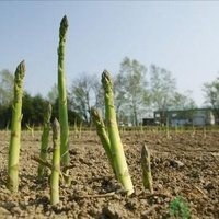 周口白芦笋 产地直销，价格面议