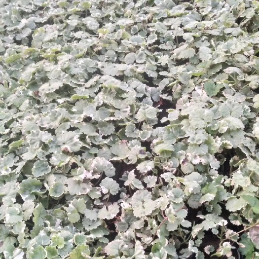 常州草花 花叶 活 血 丹