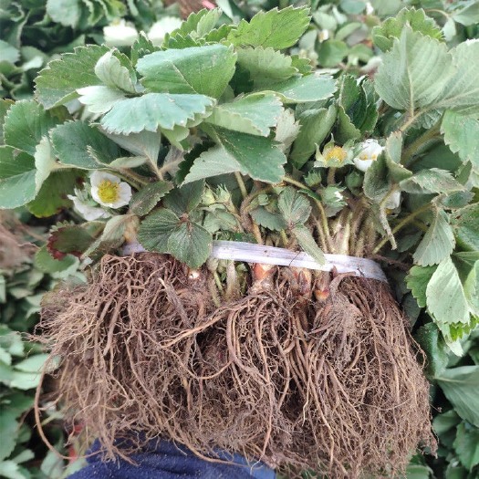 平邑县章姬草莓苗  草莓苗盆栽四季结果奶油草莓苗大果草莓苗现挖现卖
